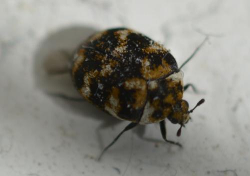 Anthrenus sp.